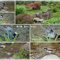 Photos: 兼六園　曲水で 鳥さん水浴び