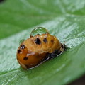 写真: テントウムシの幼虫？（蛹）