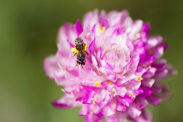 写真: センニチコウに小さな蜂くん