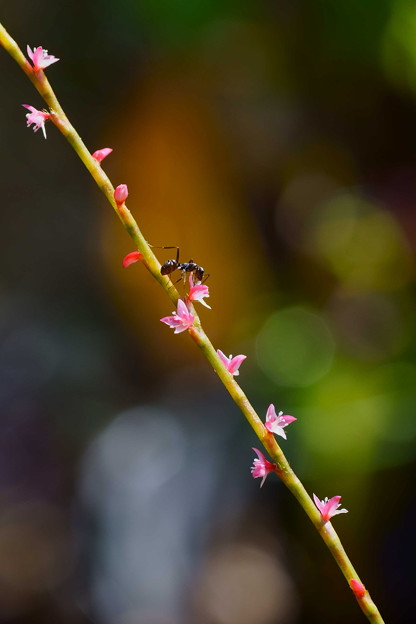 写真: 小さなミズヒキの花に小さなアリさん