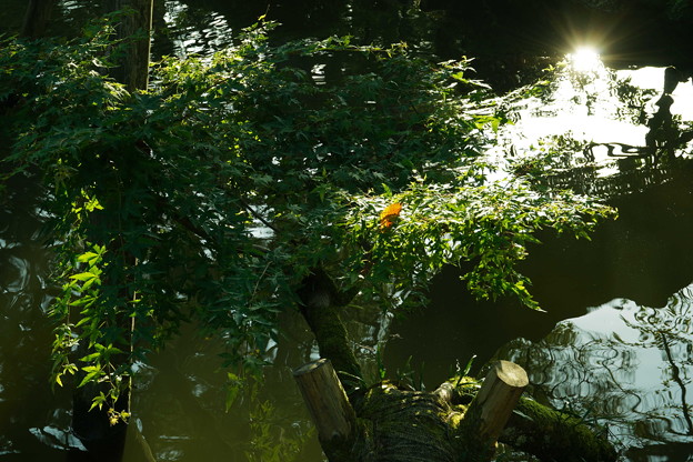 Photos: 瓢池 　モミジの木