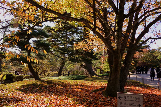 Photos: 兼六園　桜の落ち葉の絨毯