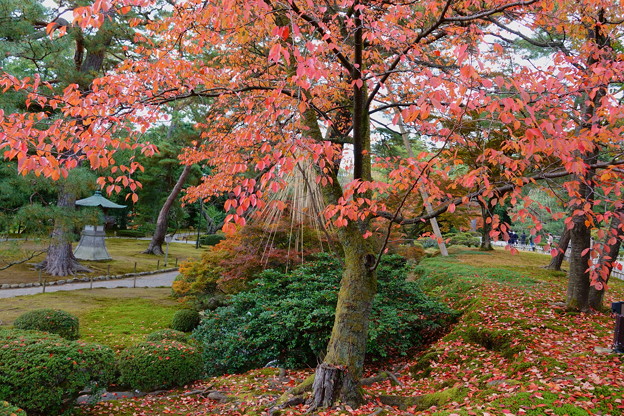 Photos: 桜の紅葉