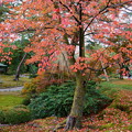 Photos: 桜の紅葉