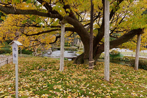 Photos: 旭桜の黄葉と落ち葉