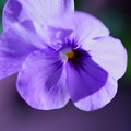 Photos: ビオラ　薄紫