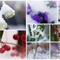 Photos: 12月の花と雪