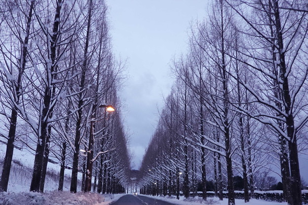 Photos: メタセコイア　雪の並木道（1）