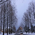 Photos: メタセコイア　雪の並木道（2）