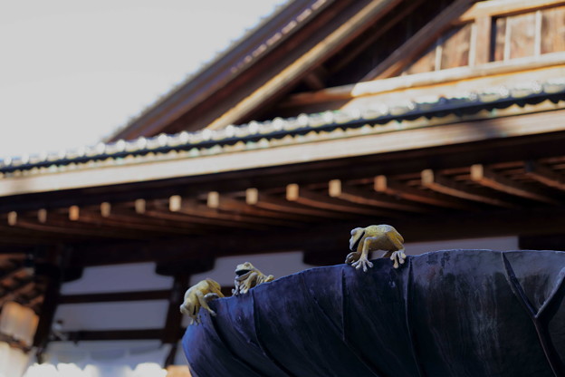 写真: 蓮にカエルのオブジェ（尾山神社）