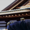 写真: 蓮にカエルのオブジェ（尾山神社）