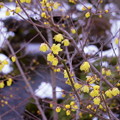 Photos: ロウバイ（1）　春を告げる