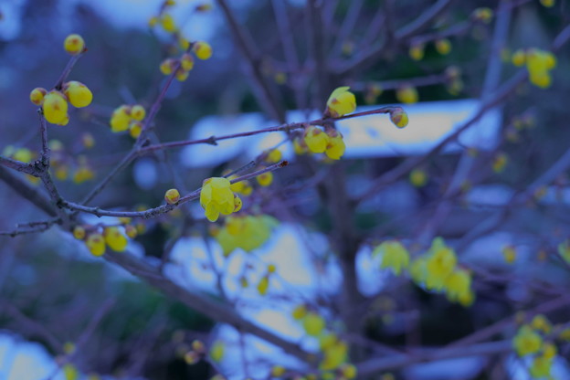 Photos: ロウバイ（2）　春を告げる