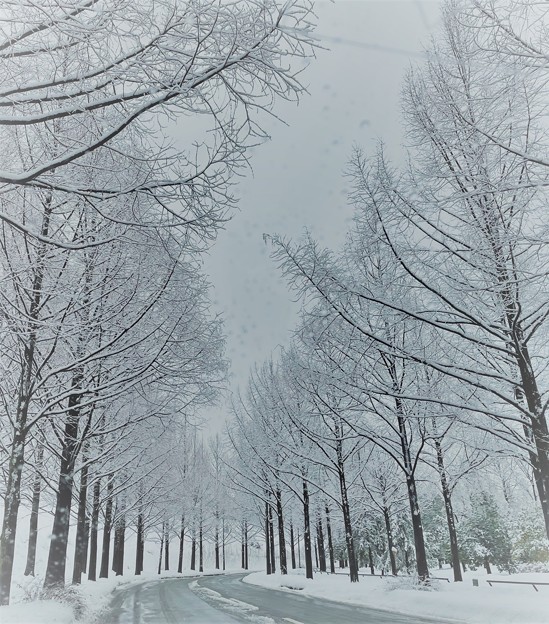 Photos: 雪のメタセコイアの並木道（1）