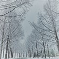 雪のメタセコイアの並木道（1）
