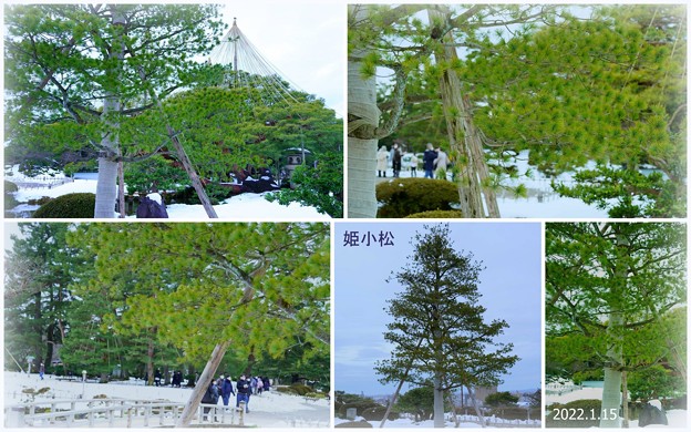 Photos: 兼六園 　 姫小松「3代目の特別名木」
