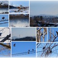 浅野川と鳥