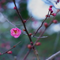 Photos: 紅梅が開花