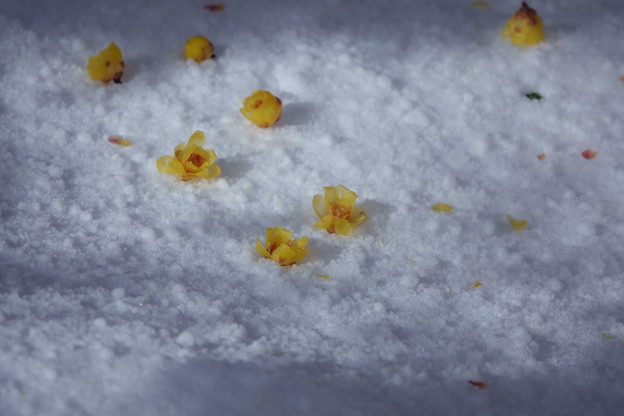 Photos: 雪に咲く