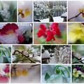 Photos: ２月の花と雪