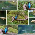 Photos: 早春の兼六園　アオサギ　カルガモ　鯉