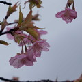 河津桜　　雨に濡れて開花