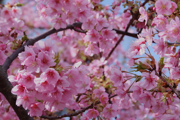 Photos: 満開の河津桜