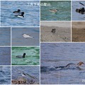 Photos: ３月の犀川（1）　鳥