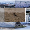 Photos: ３月の犀川 (2)　橋と小鳥