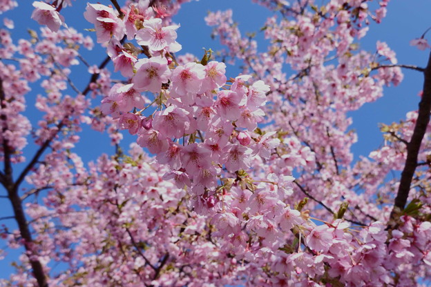 Photos: 満開の河津桜（1）