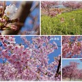 満開の河津桜とソメイヨシノ　きれいね～♪