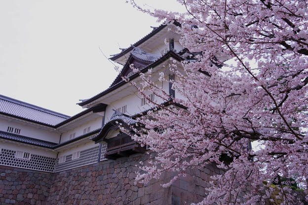 Photos: 金沢城　菱櫓　満開の桜（2）