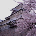 金沢城　菱櫓　満開の桜（2）