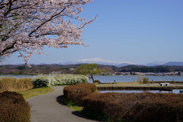 写真: 白山と桜
