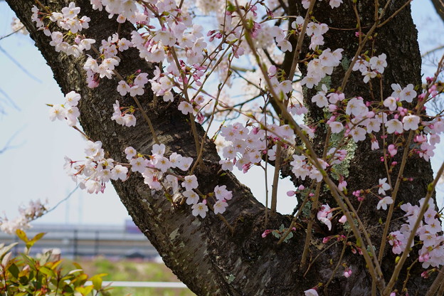 写真: 胴咲きの桜