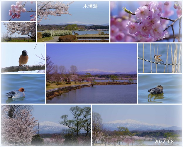 写真: 木場潟　桜と白山&鳥