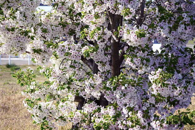 Photos: 木を埋め尽くす桜