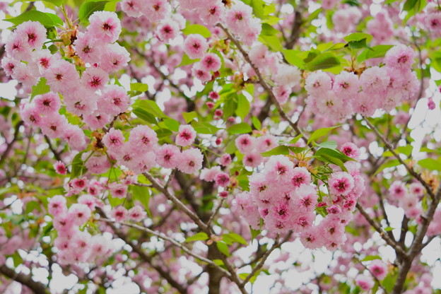 Photos: 尾山神社の兼六園菊桜