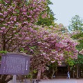 尾山神社の兼六園菊桜