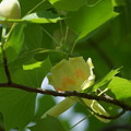ユリノキの花　（チューリップツリー）