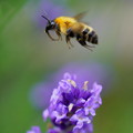 Photos: ラベンダーにクマバチくん　花から花へ