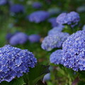 Photos: 紫陽花　小花がいっぱい