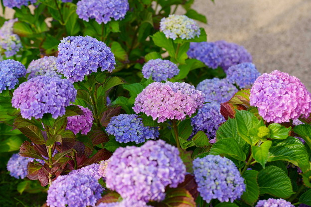 カラフル　紫陽花
