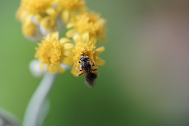 シロタエギクの花　蜂