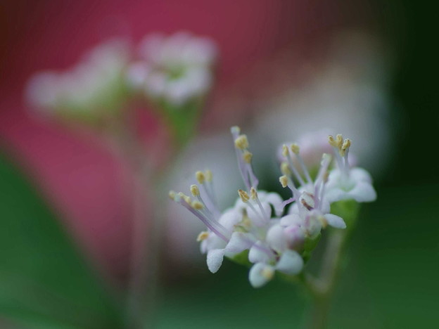 写真: コムラサキの花