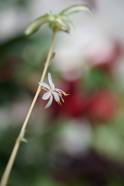 写真: オリヅルランの花