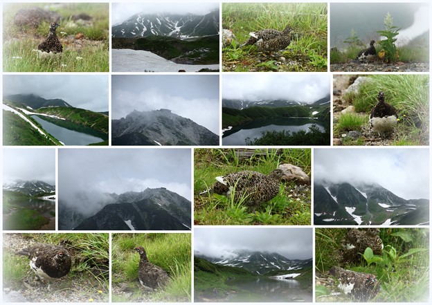 写真: 立山室堂から　　ライチョウ　立山主峰　池