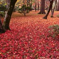 Photos: 落ち葉の絨毯