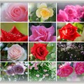 Photos: 薔薇のコラージュ