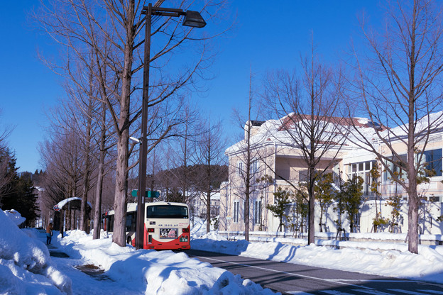 Photos: 雪のバス停　メタセコイア